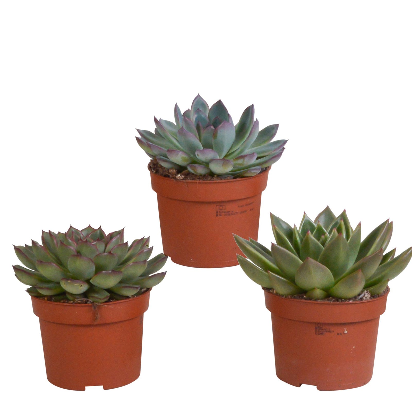 Echeveria mix 10,5 cm | 3 stuks