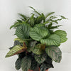 Calathea Mix P14cm
