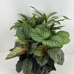 Calathea Mix P14cm