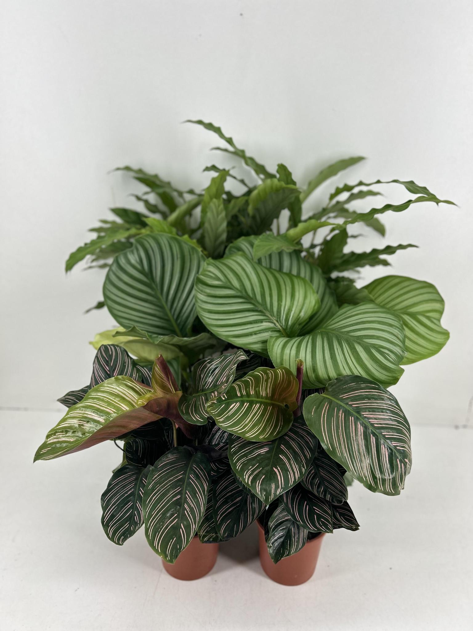 Calathea Mix P14cm