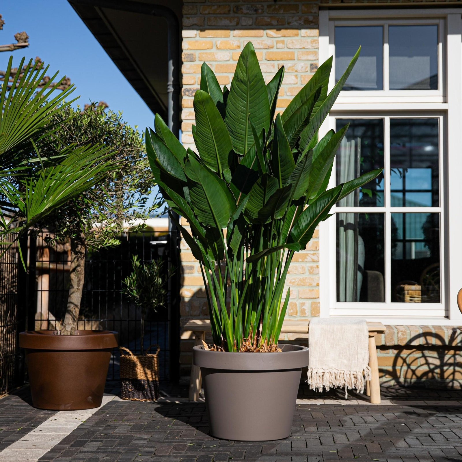 Strelitzia Reginae XL - 180cm - ø50