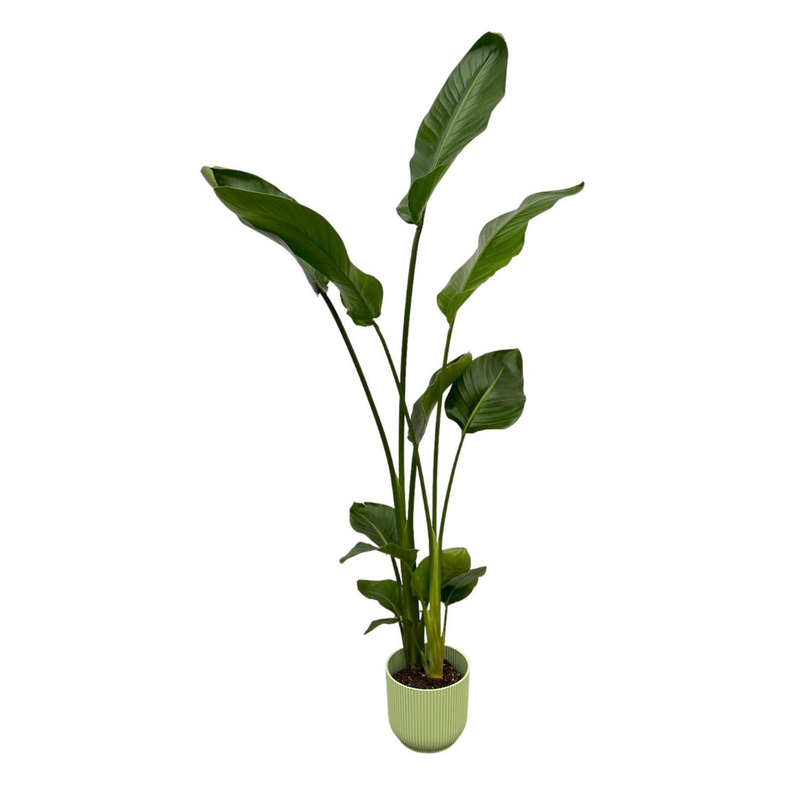 Strelitzia Nicolai inclusief elho Vibes Fold Round groen - 100 cm - Ø18