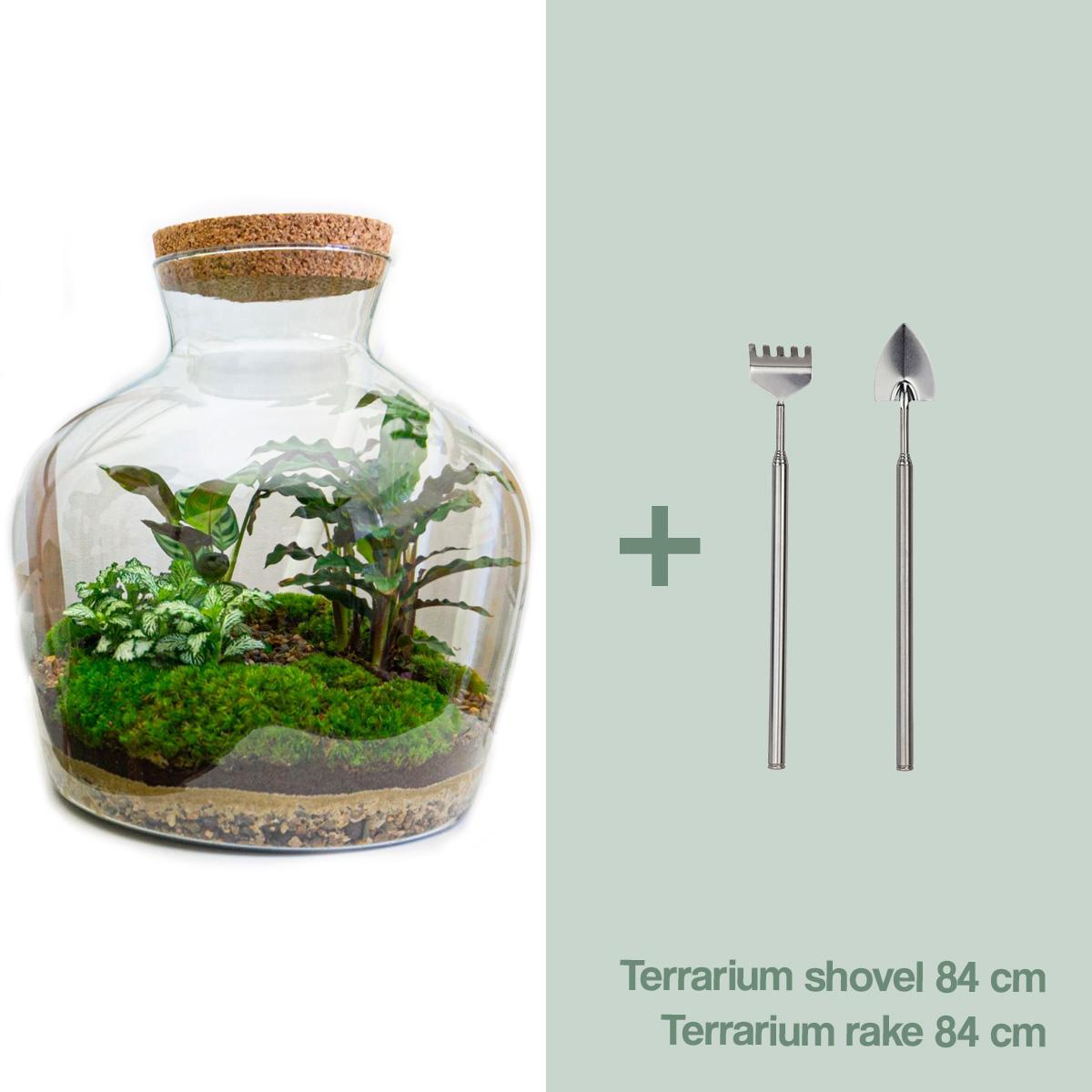 DIY terrarium -  Fat Joe - ↑ 30 cm