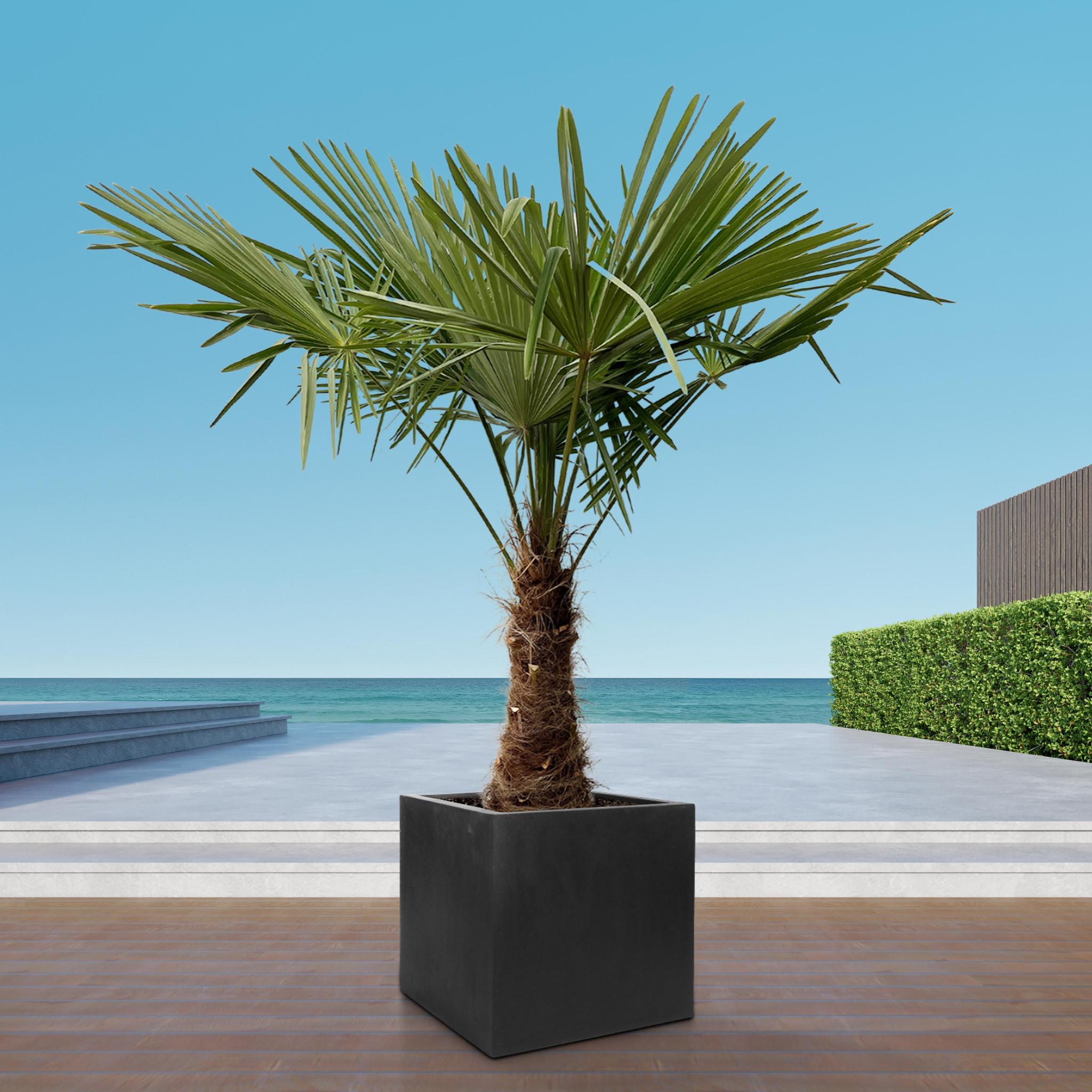 Trachycarpus - 225cm- Ø40