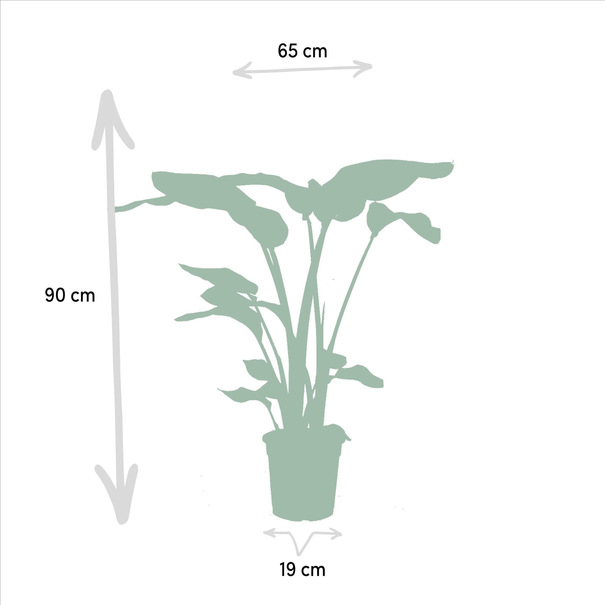 Strelitzia Nicolai - ↨85cm - Ø19cm + Monstera Deliciosa - ↨75cm - Ø21cm