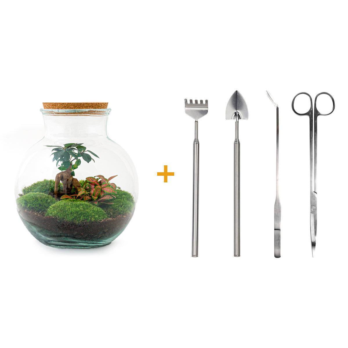 DIY terrarium - Teddy bonsai - ↑ 26,5 cm