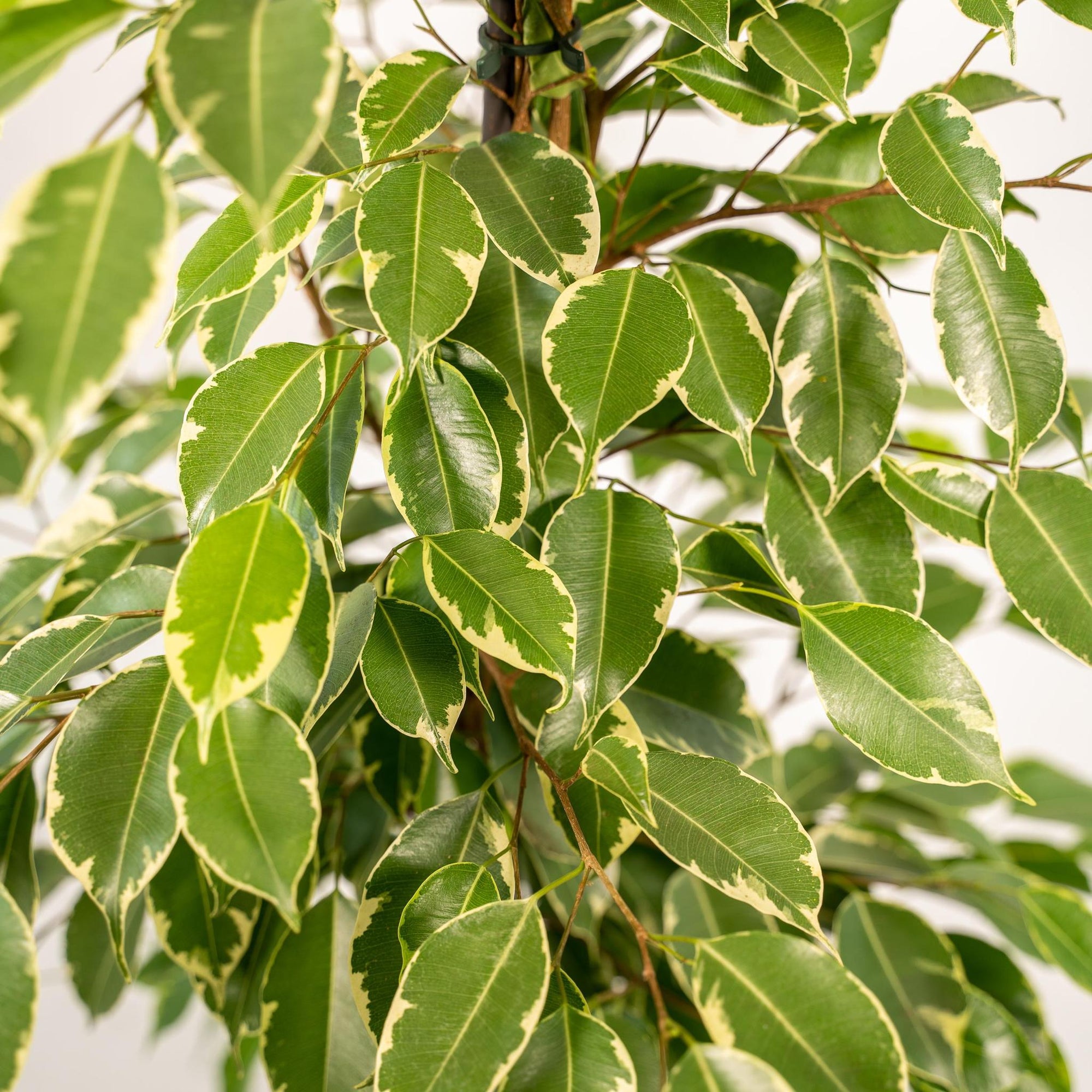 Ficus benjamina Goldenking - ↨95cm - Ø21cm + Pot Mayk Lead