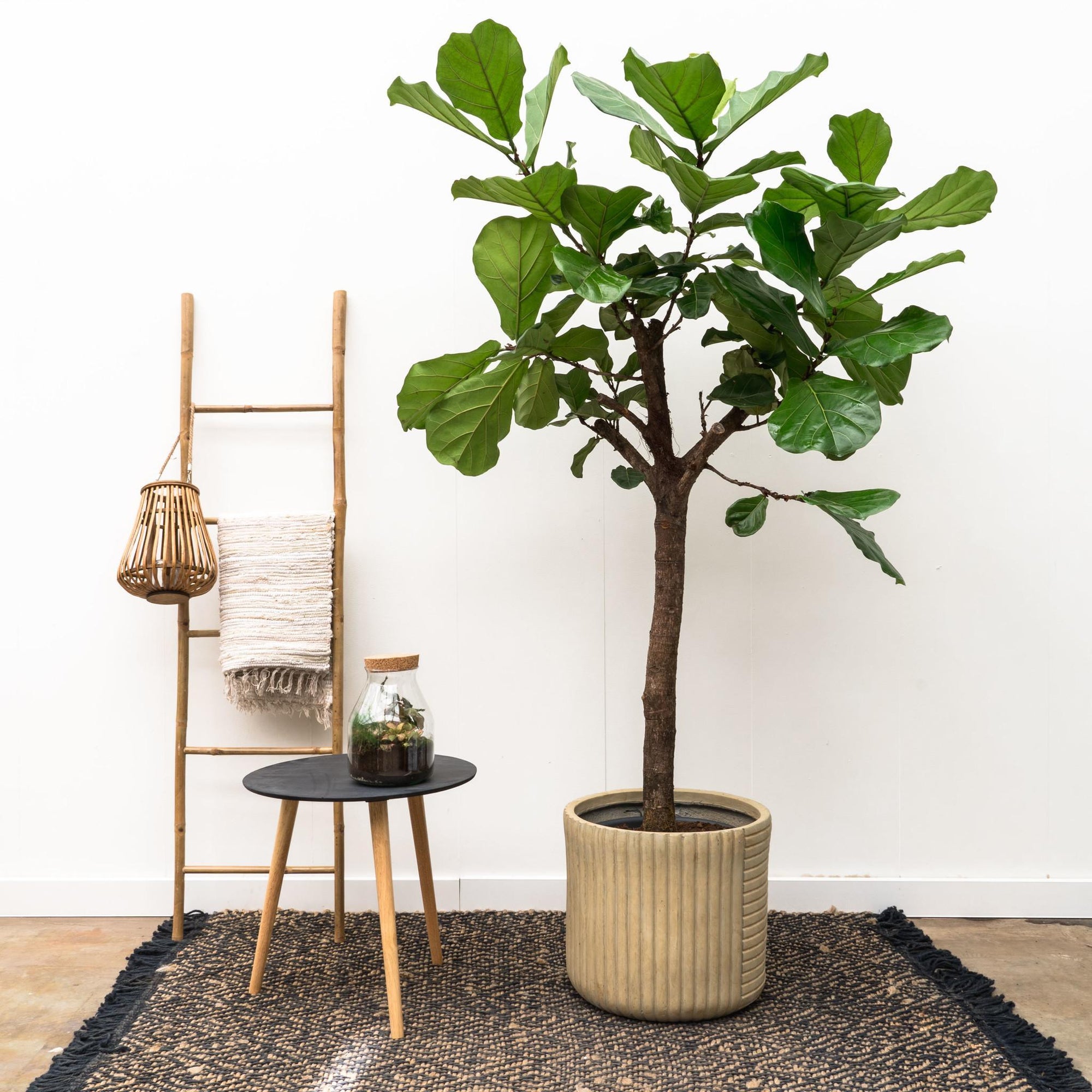 Ficus Lyrata boom XXL - 210 cm - ø40