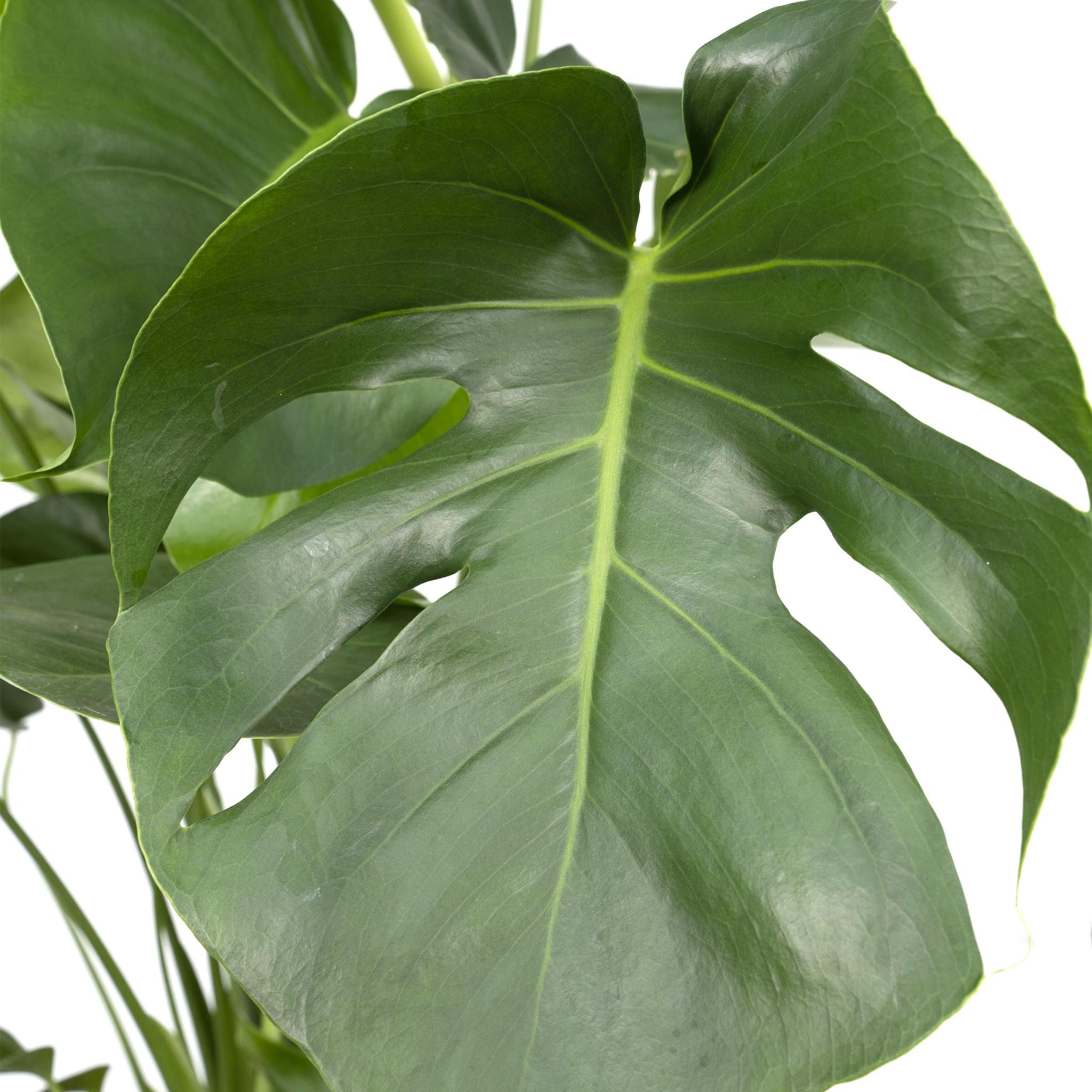 Monstera Deliciosa - Gatenplant - 65cm - Ø21