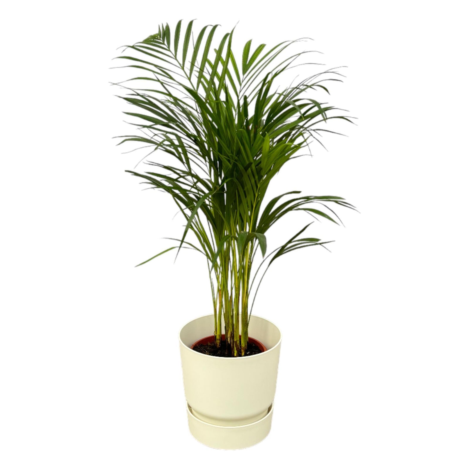 Areca palm - ↨85cm - Ø19cm inclusief elho Greenville Round wit D24xH23