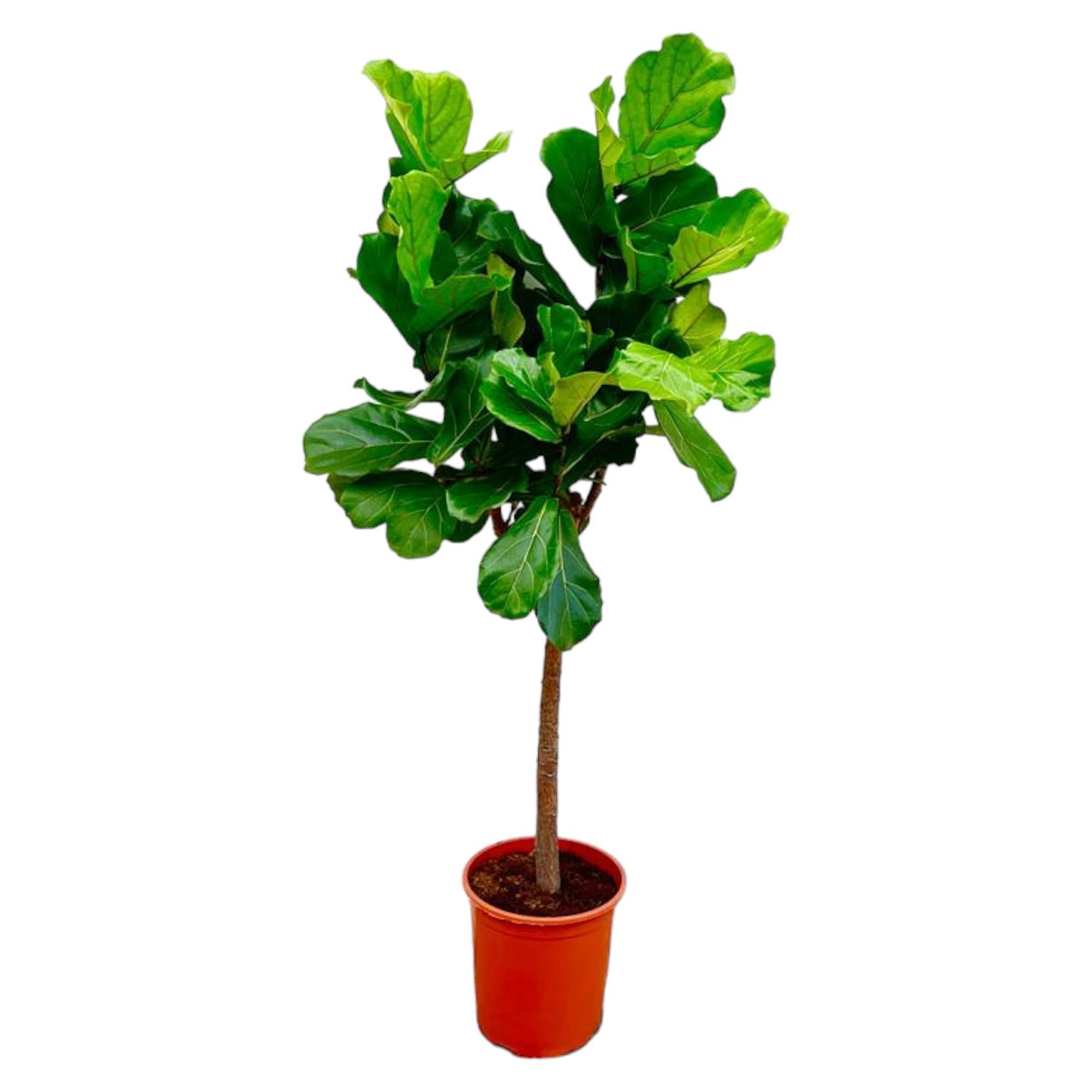 Ficus Lyrata boom - 160 cm - ø30