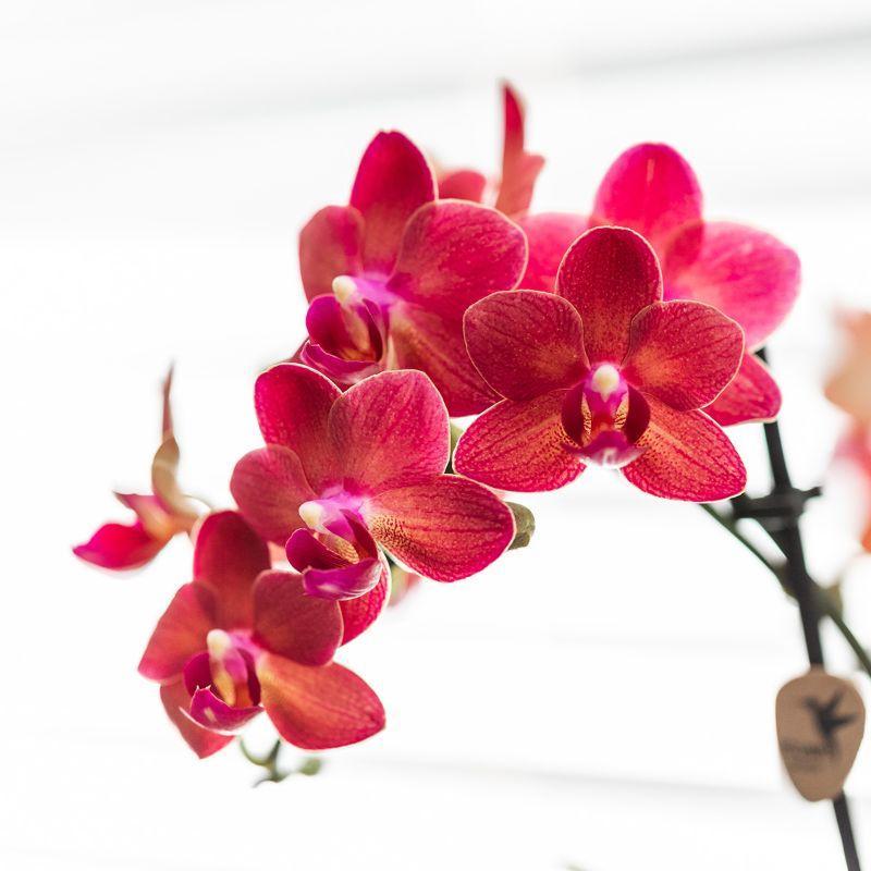 Kolibri Orchids | Rode Phalaenopsis orchidee – Congo + Gummy pot travertine – potmaat Ø9cm – 40cm hoog | bloeiende kamerplant in bloempot - vers van de kweker