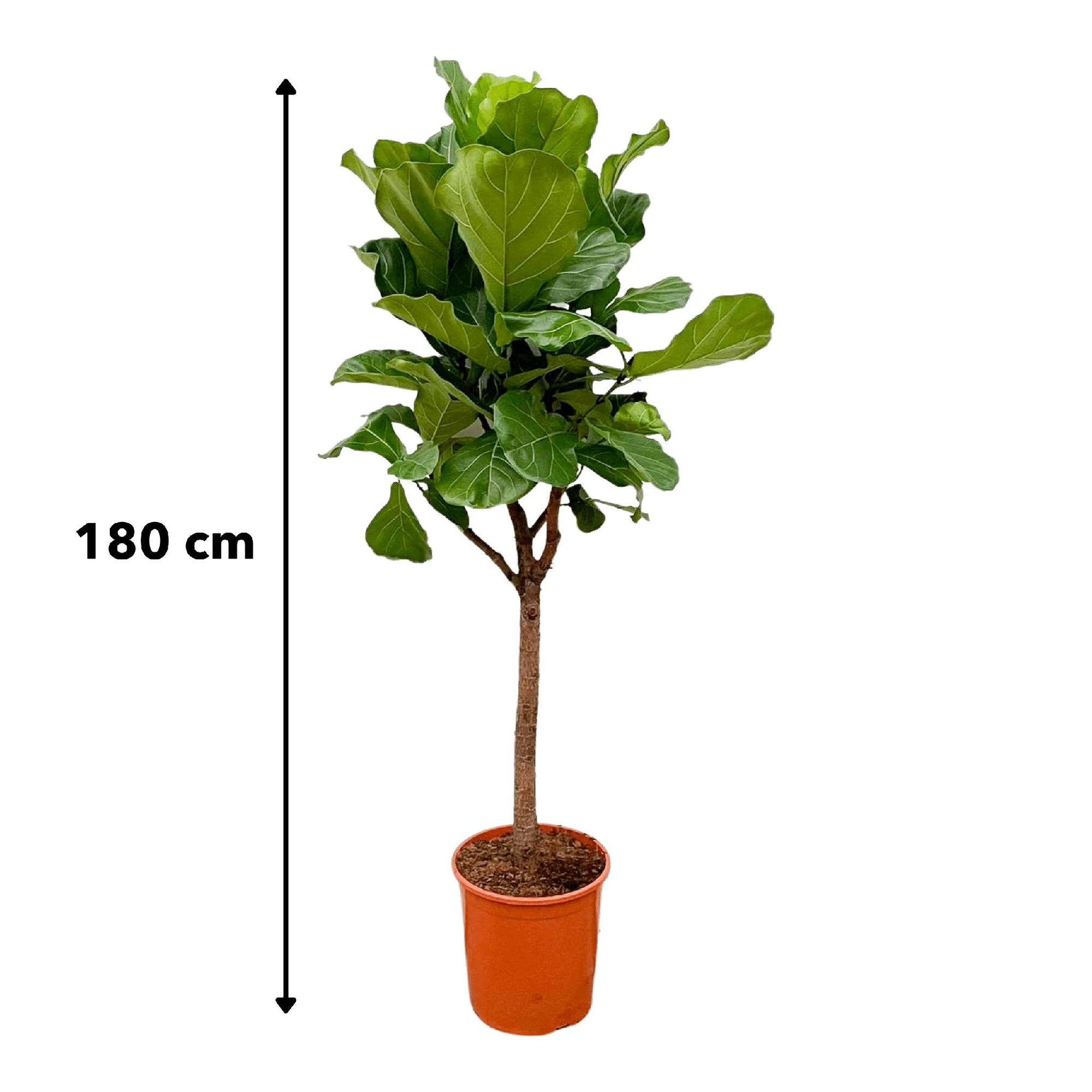 Ficus Lyrata boom - 180cm - ⌀30