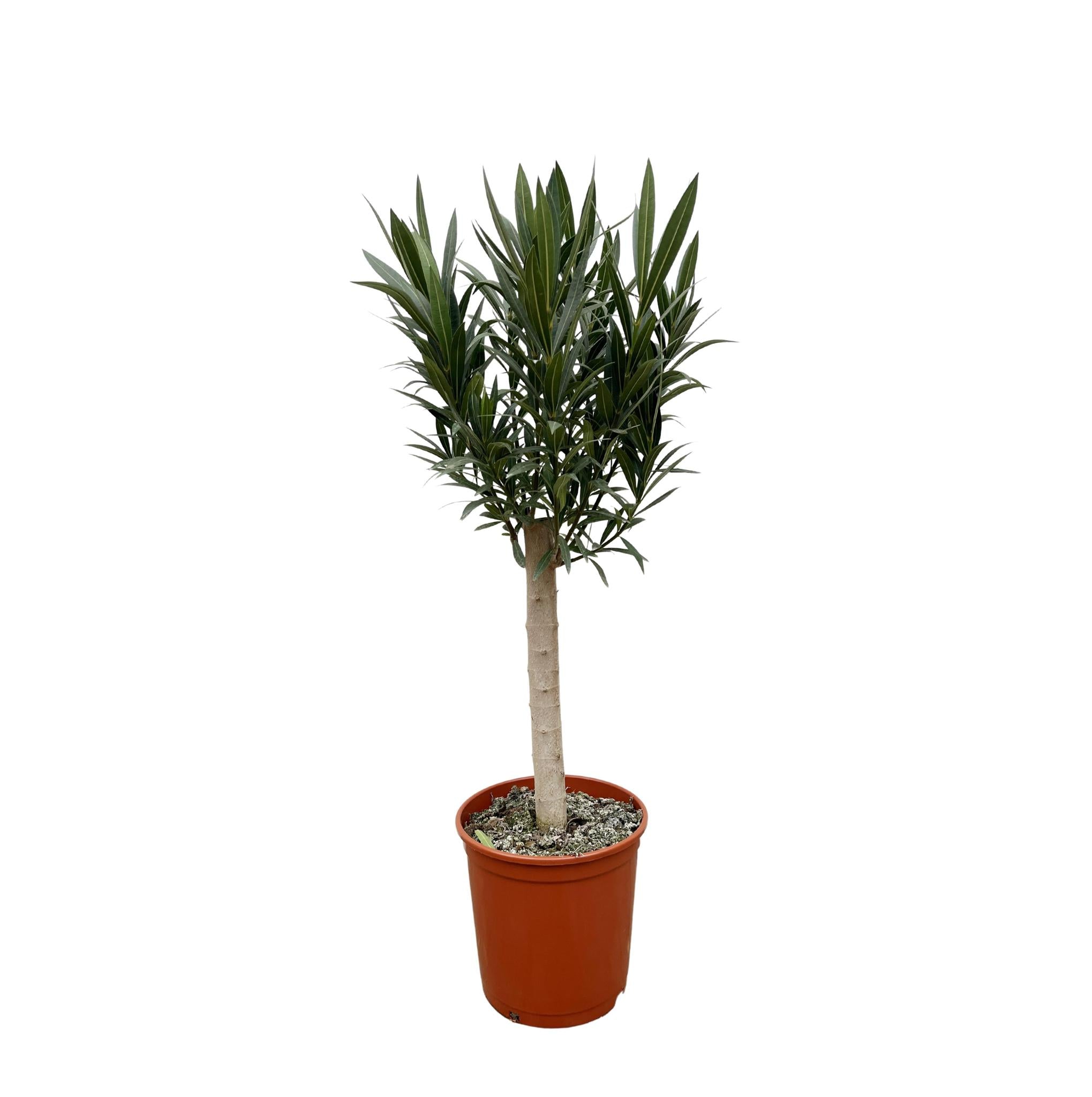 Nerium Oleander op stam met rode bloem - 110cm - Ø30