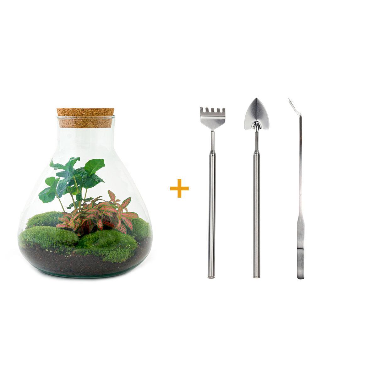 DIY terrarium - Sammie Coffea - ↑ 27 cm