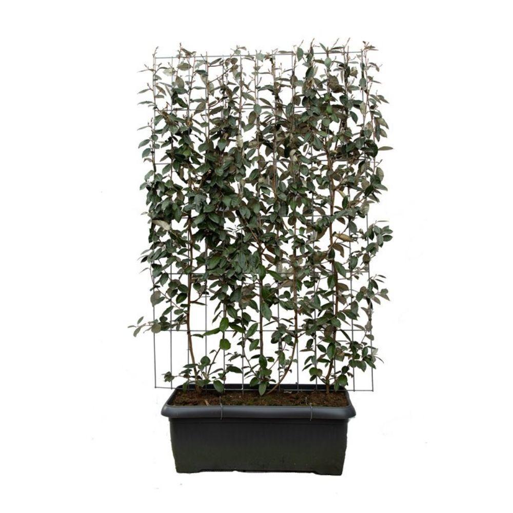 Elaeagnus ebbingei - ↨180cm - 1 stuks