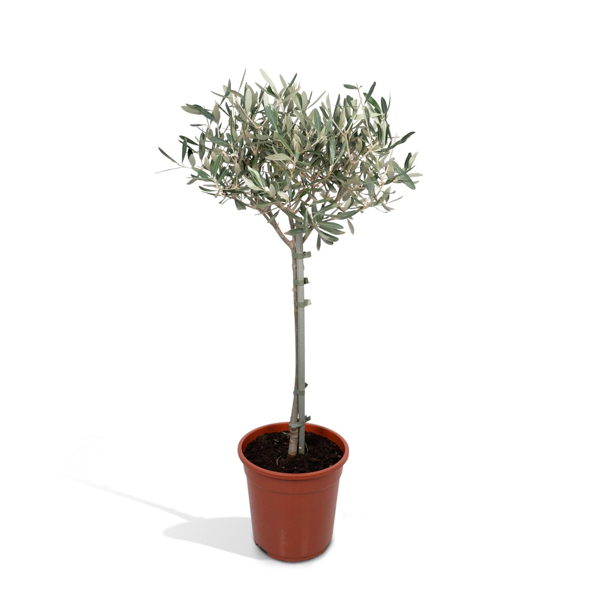 Olea op stam - 90cm - Ø19