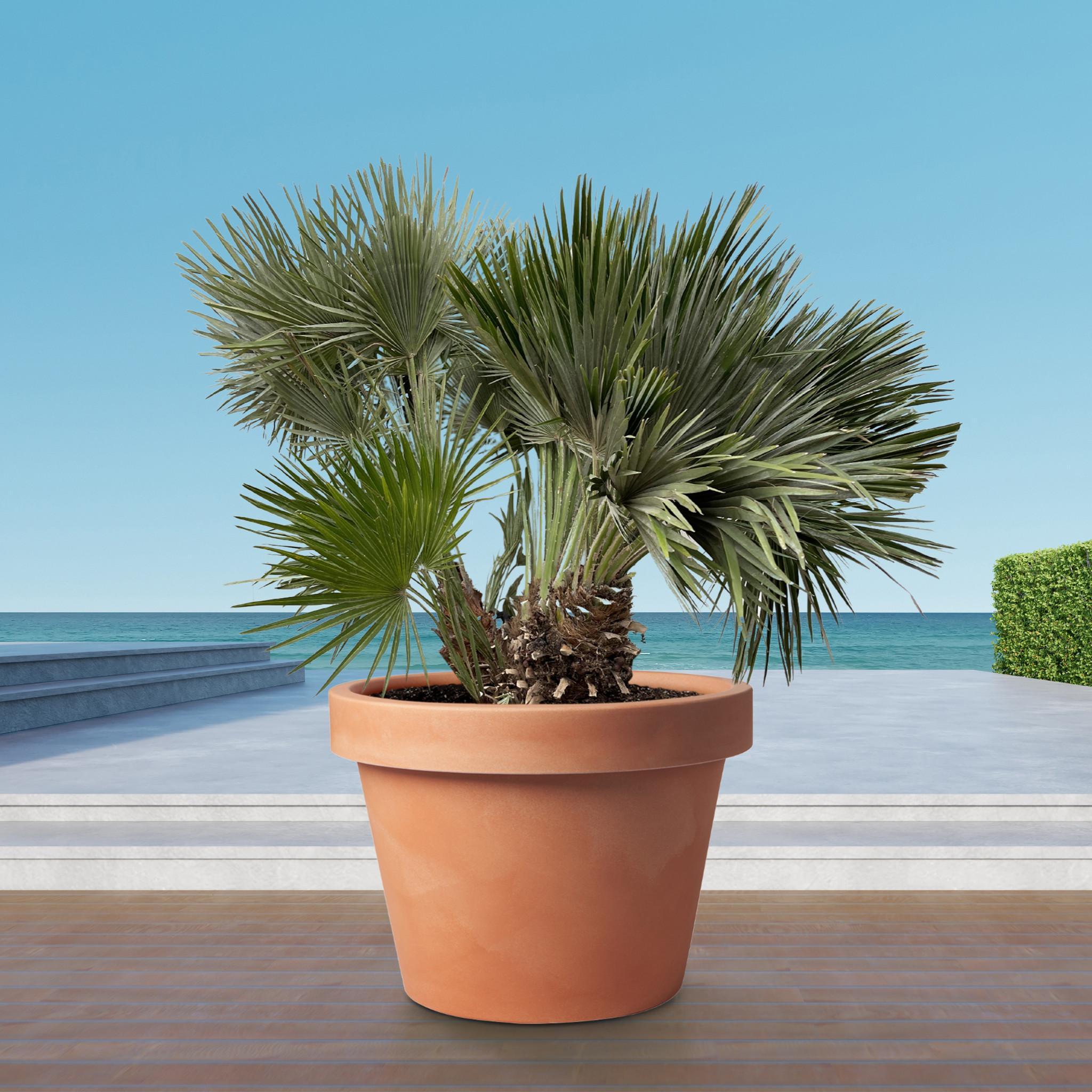 Chamaerops Humilis compact - 120cm - ø80