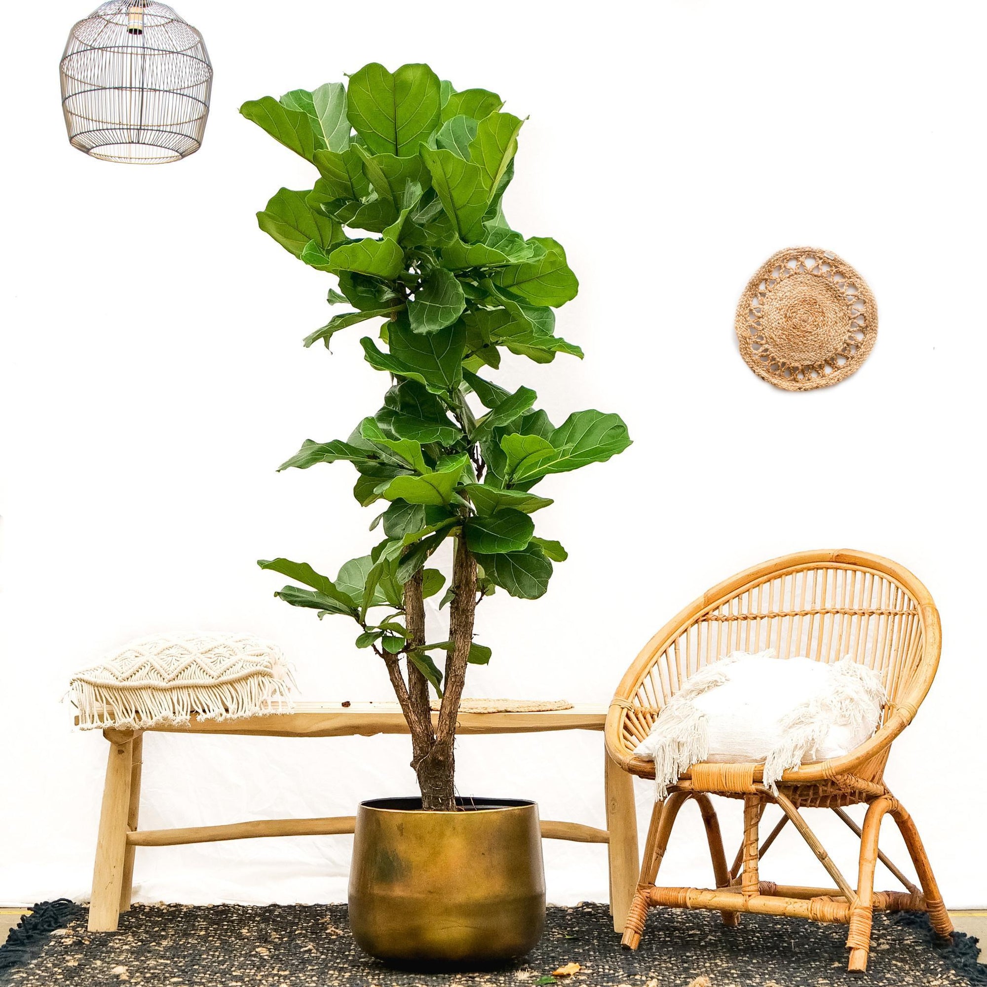 Ficus Lyrata vertakt XL - 200cm - ø32