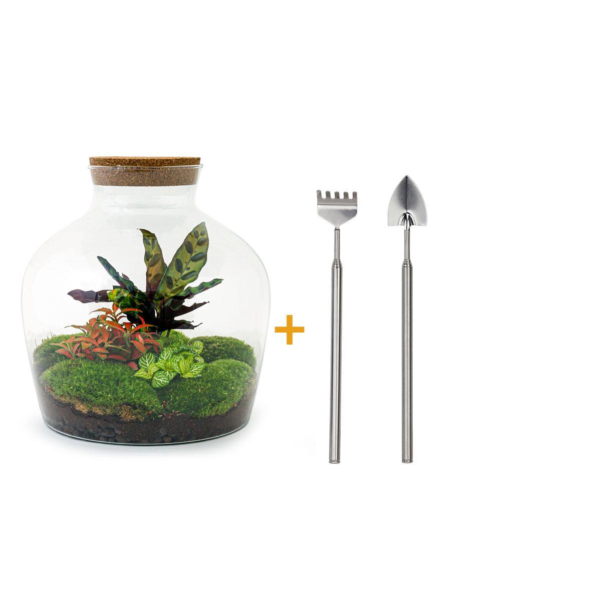 DIY terrarium - Fat Joe Rood - ↑ 30 cm + Rake + Shovel