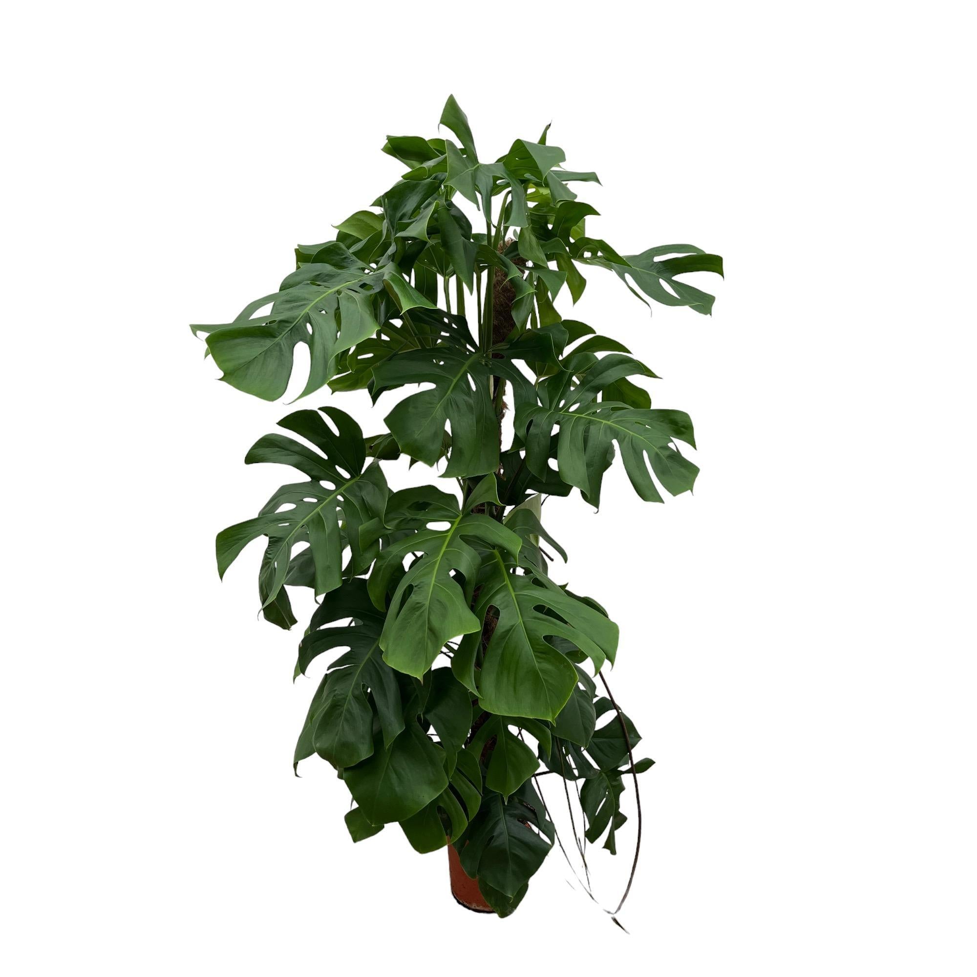 Monstera Deliciosa XXL - 150cm - ⌀24