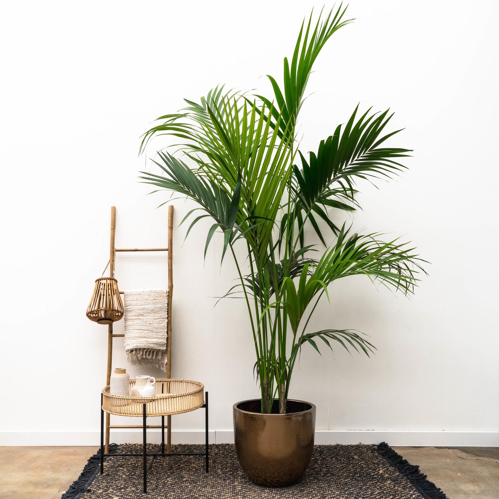 Kentia palm - 230 cm - ø38