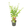 Acer palmatum Going Green - Ø19 - ↨40cm