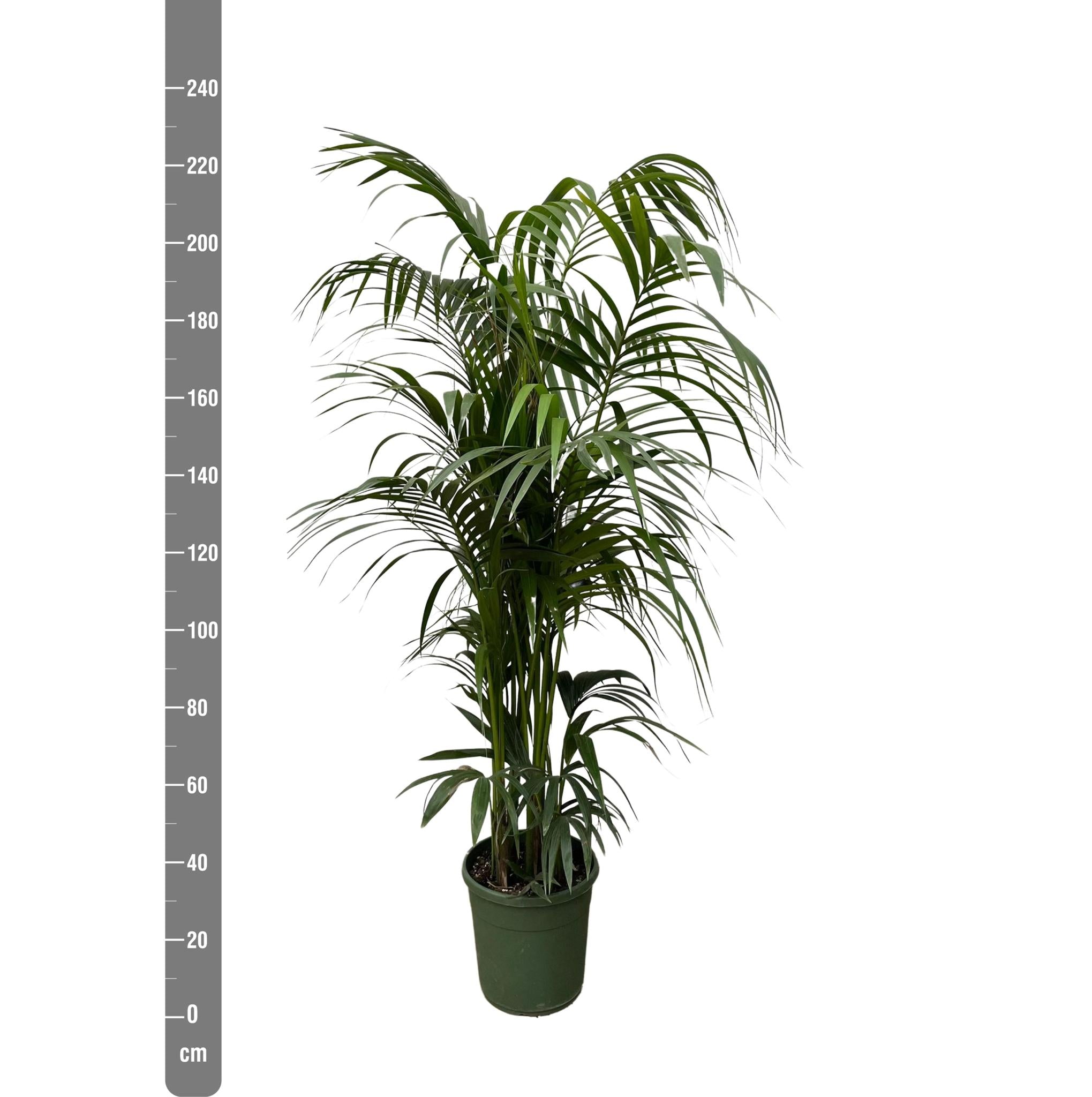 Kentia palm - 230 cm - ø38