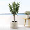 Nerium Oleander op stam met roze bloem - 110cm - Ø30