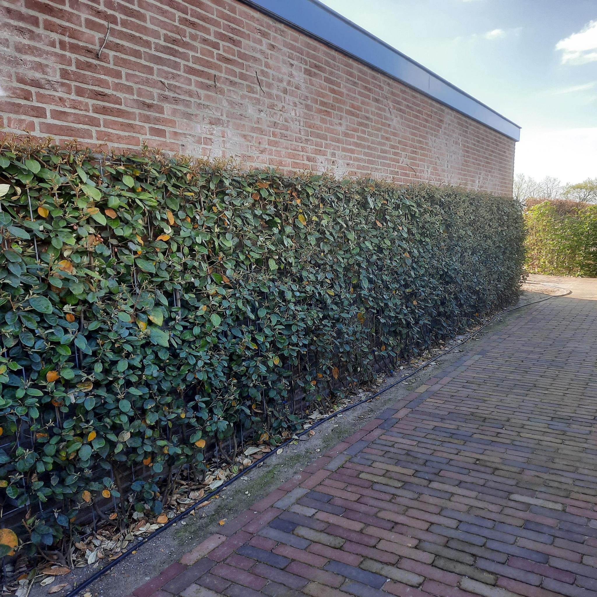 Elaeagnus ebbingei - ↨180cm - 1 stuks