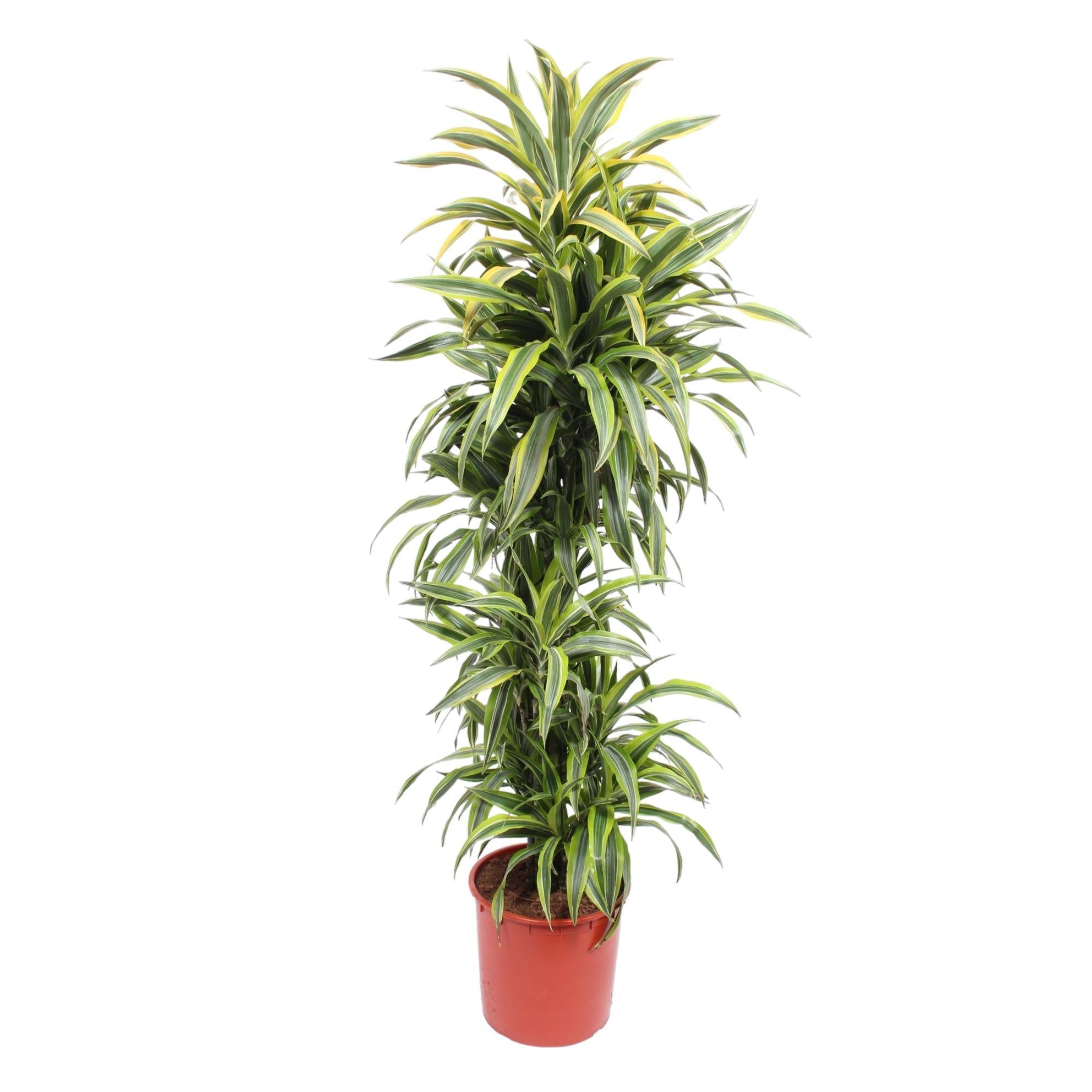 Dracaena Lemon Lime - 170 cm - ø34