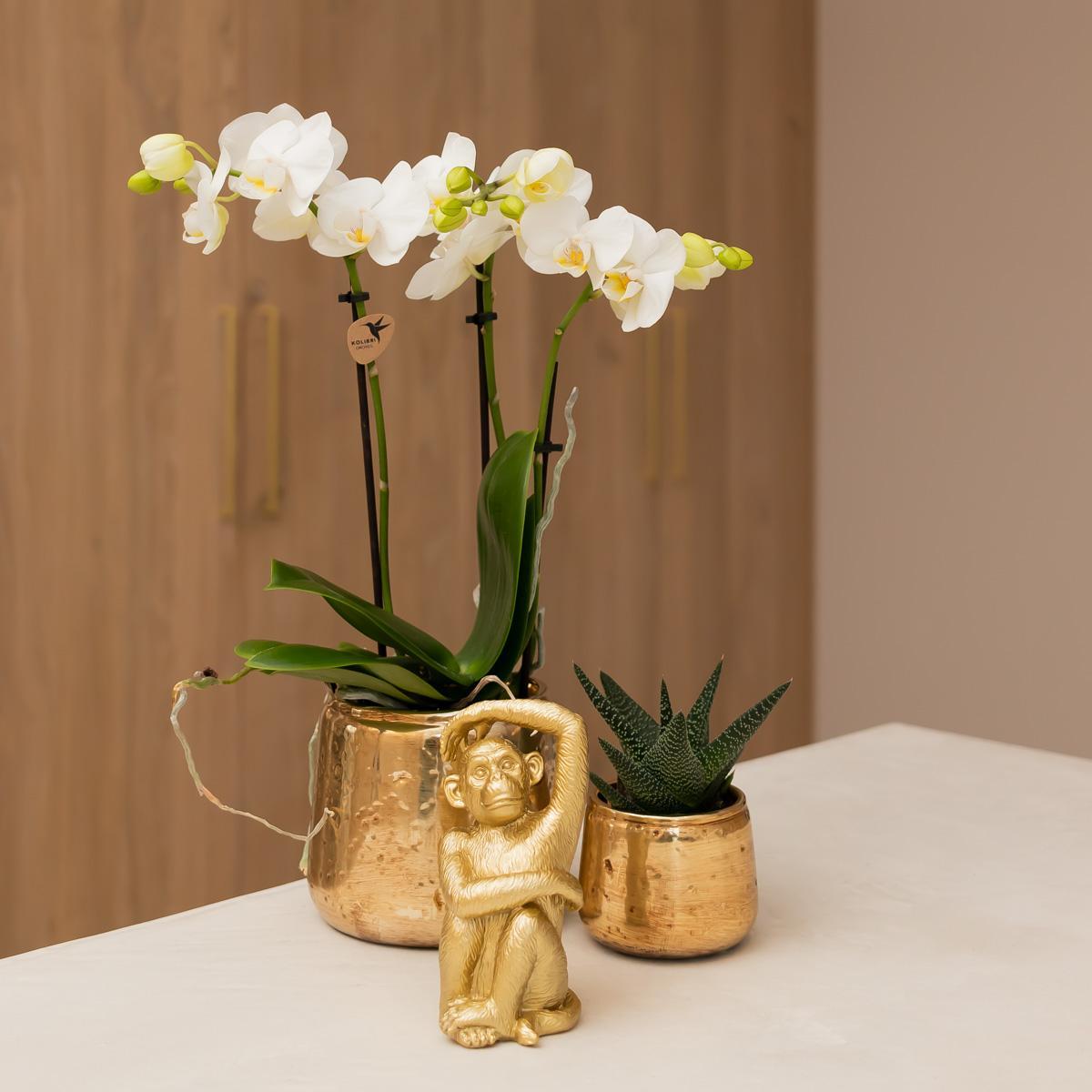 Kolibri Orchids | witte Phalaenopsis orchidee - Amabilis - potmaat Ø9cm - 35cm hoog | bloeiende kamerplant - vers van de kweker