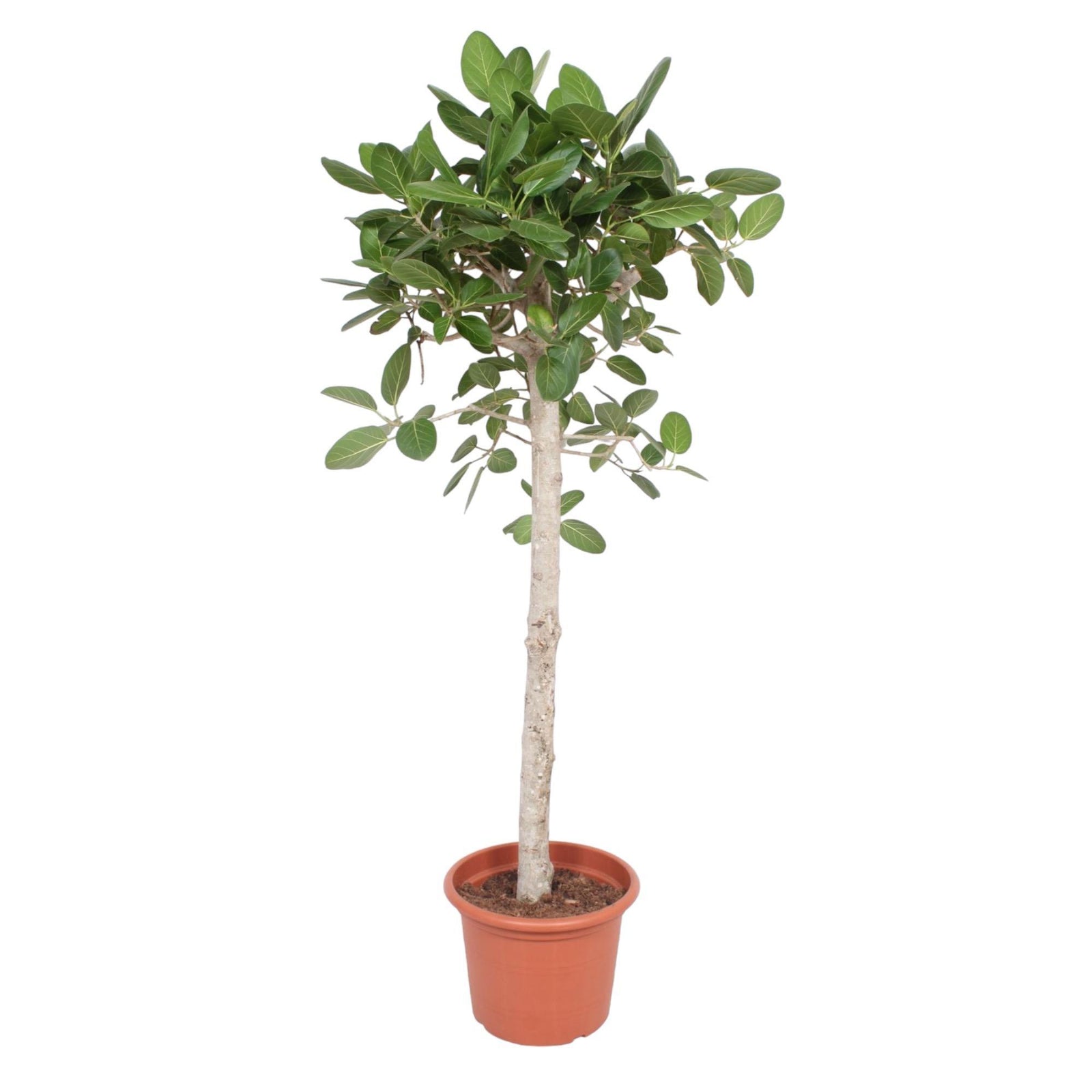 Ficus Benghalensis boom - 180 cm - ø40