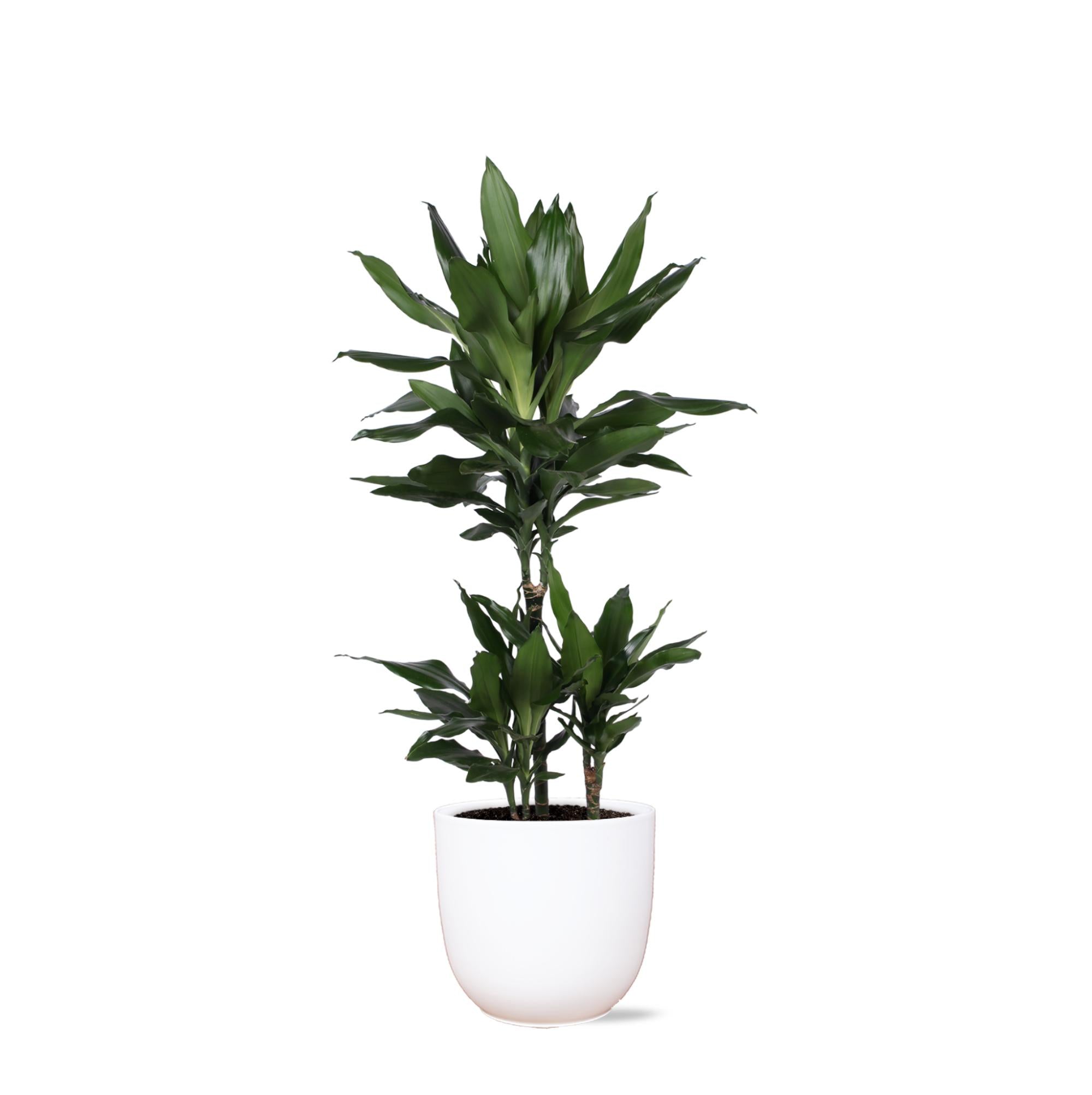 Dracaena Janet Lind Ø21cm - ↕90cm in Boule WIT pot