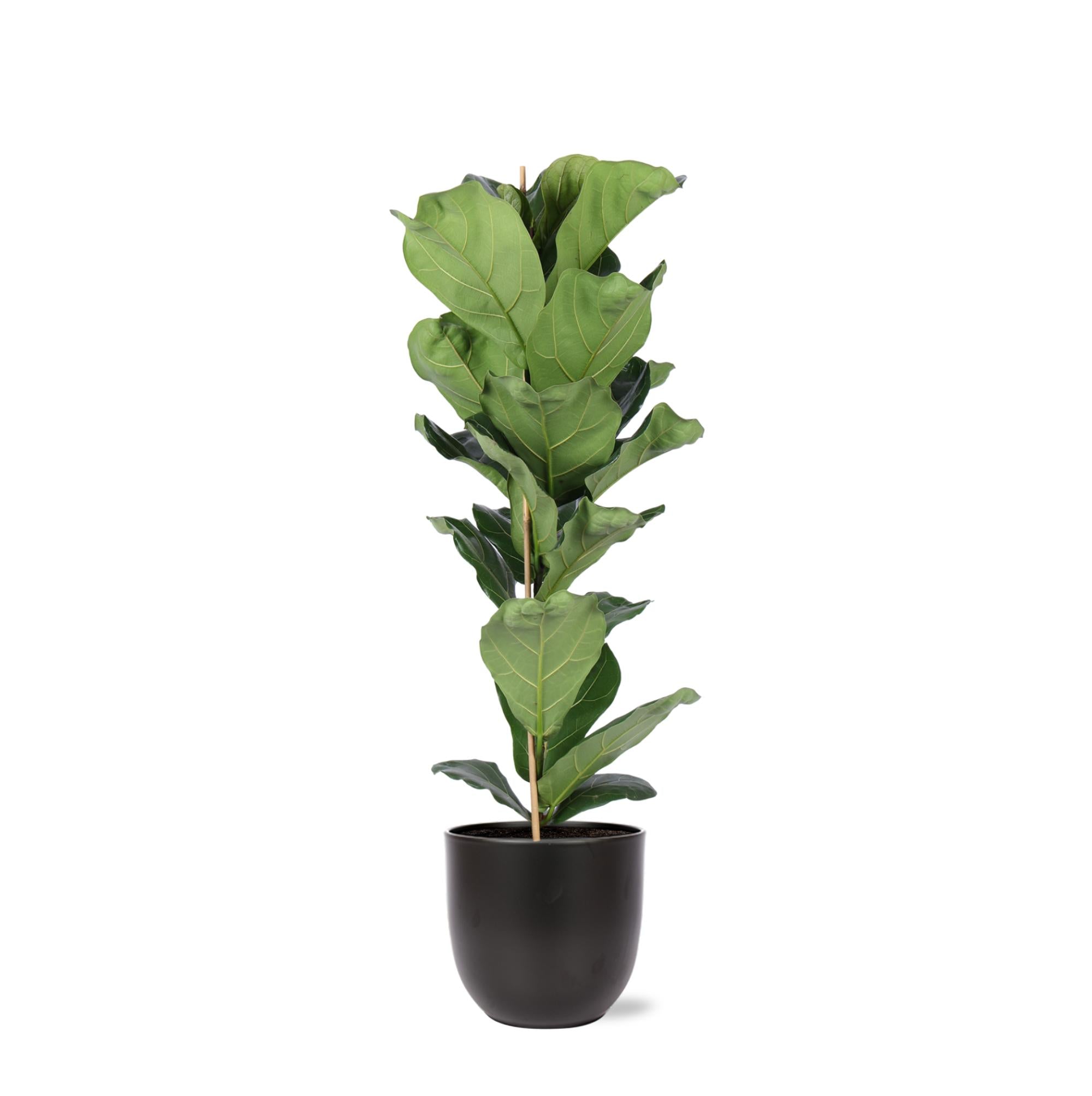 Ficus Lyrata - Ø21cm - ↕90cm in BOULE antraciet pot