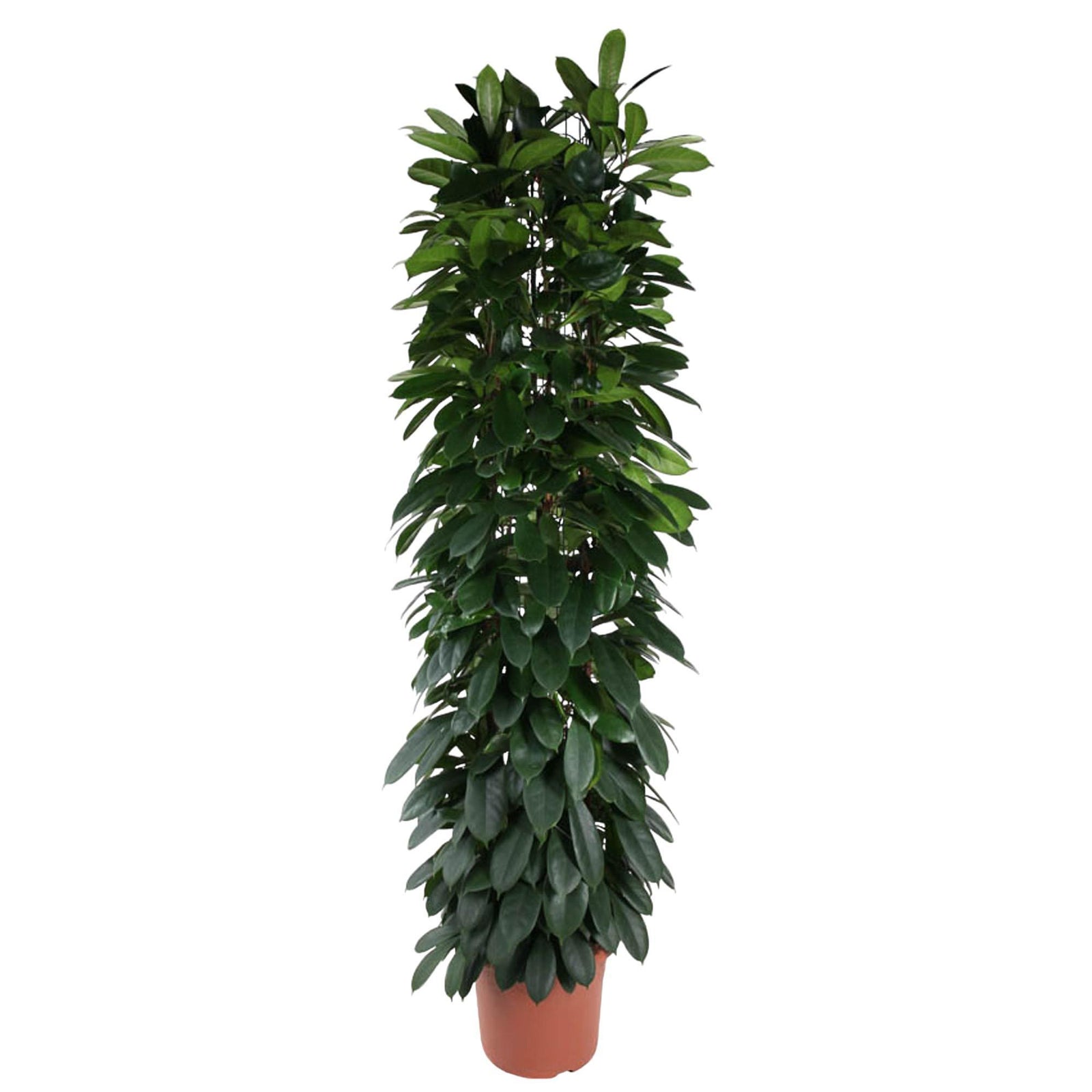 Ficus Cyatistipula zuil - 220 cm - ø40