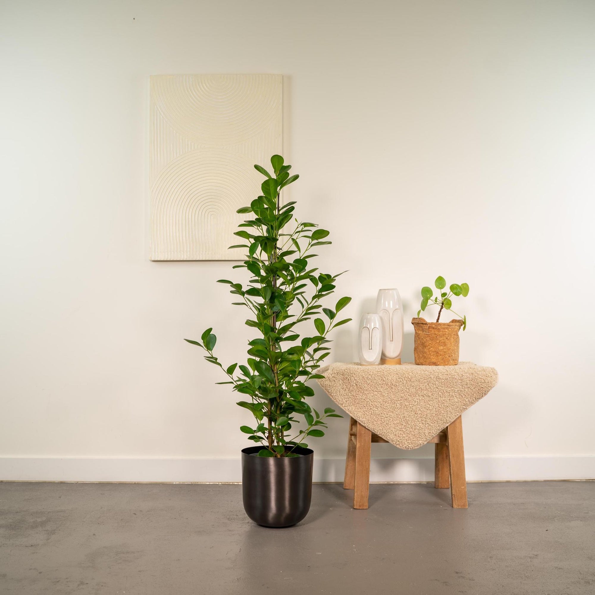 Ficus microcarpa Moclame - ↨95cm - Ø21cm + Pot Mayk Lead