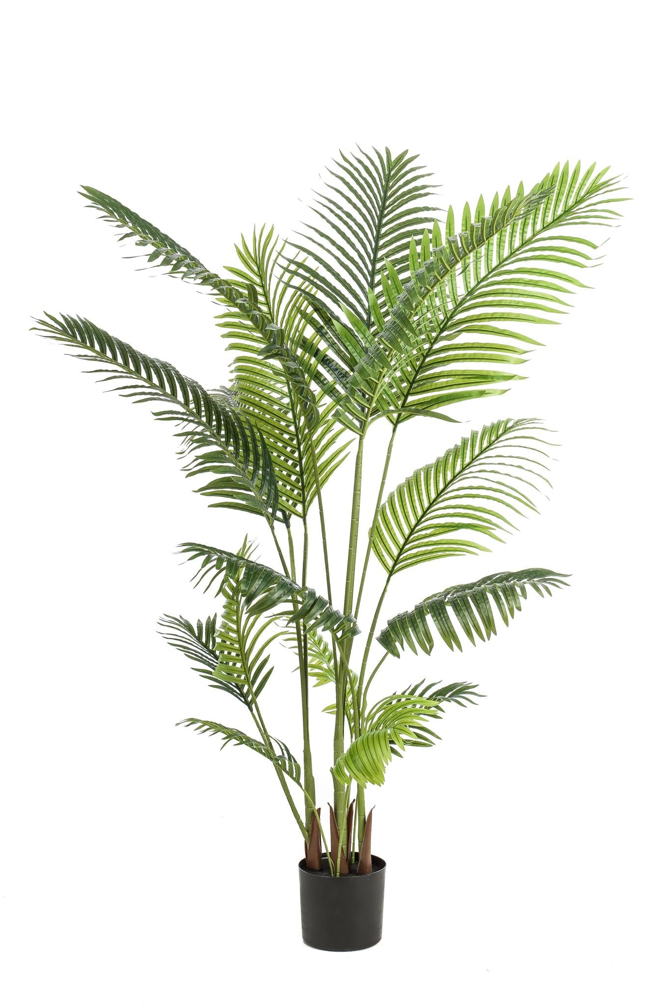 Kunstplant - Howea Forsteriana - Paradijspalm - 160 cm