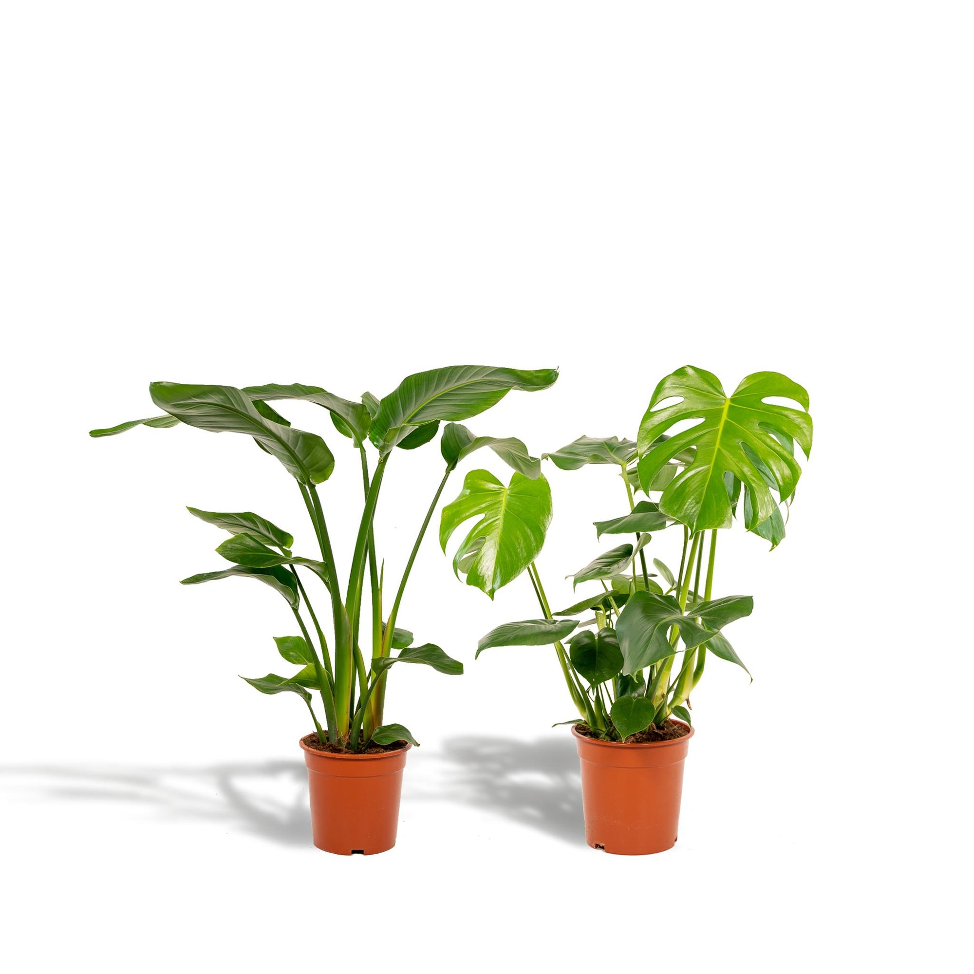 Strelitzia Nicolai - ↨85cm - Ø19cm + Monstera Deliciosa - ↨75cm - Ø21cm