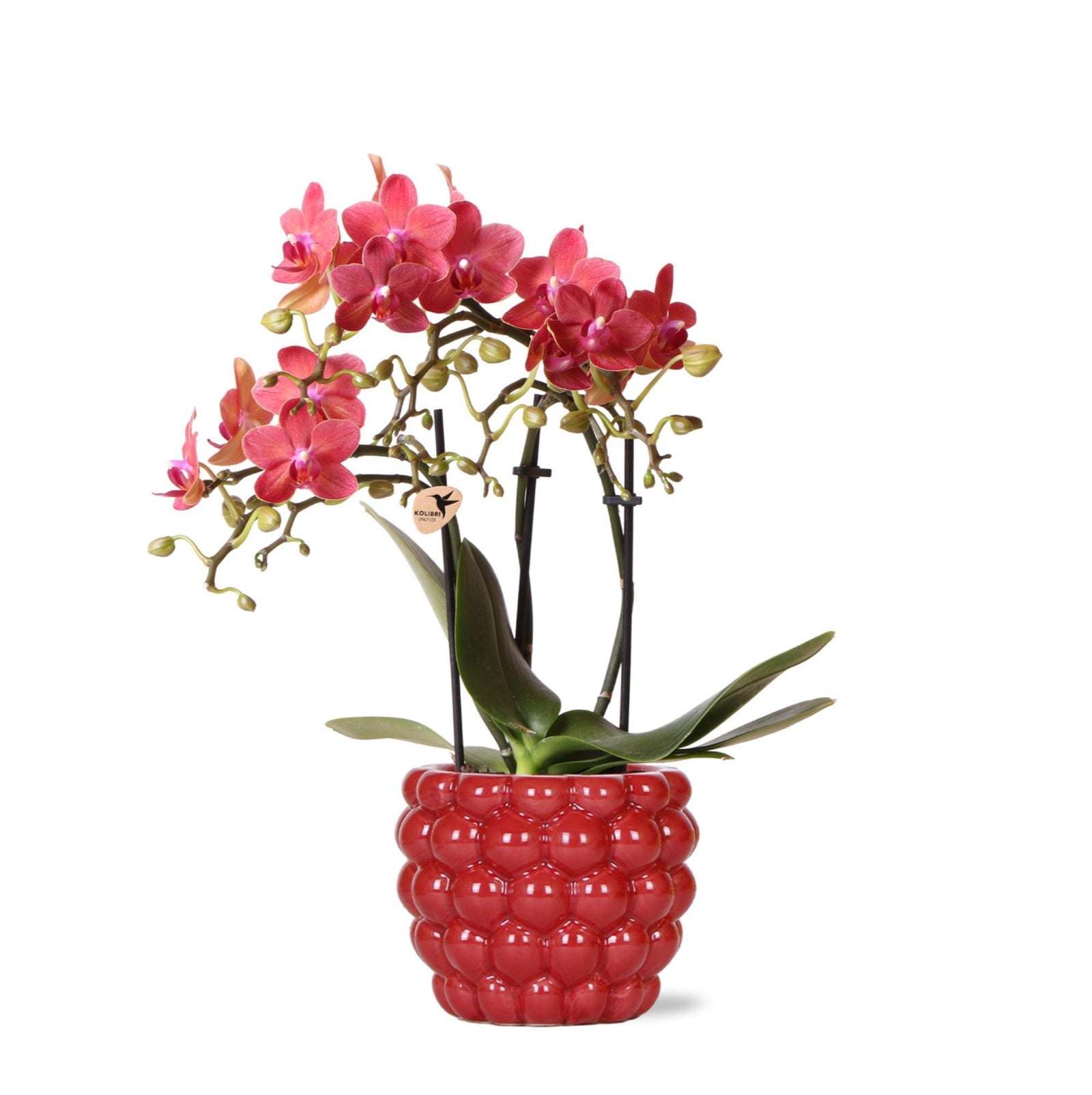 Kolibri Orchids | rode Phalaenopsis orchidee – Congo + Berry sierpot – potmaat Ø9cm – 40cm hoog | bloeiende kamerplant in bloempot - vers van de kweker