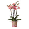 Kolibri Orchids | Oranje roze Phalaenopsis orchidee - Jewel Pirate Picotee - potmaat Ø12cm  bloeiende kamerplant - vers van de kweker