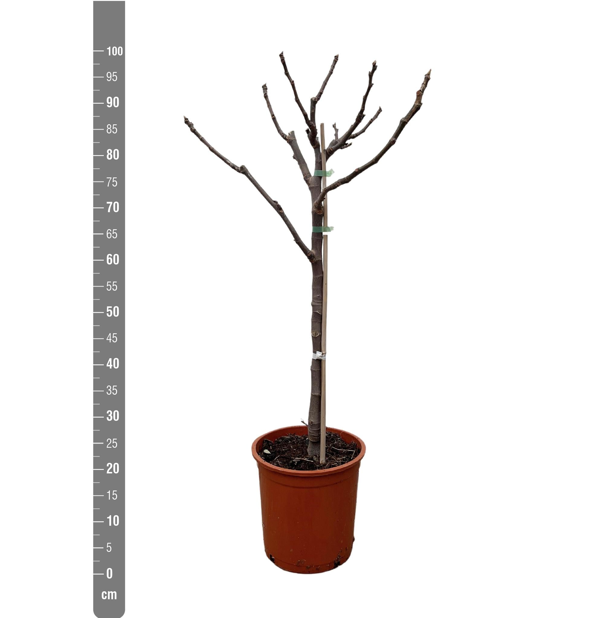 Ficus Carica op stam - 100 cm - Ø20