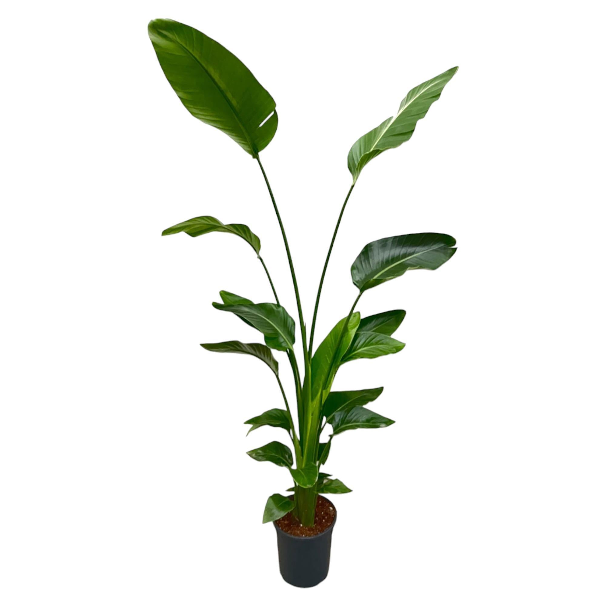 Strelitzia Nicolai - 180 cm - ⌀27