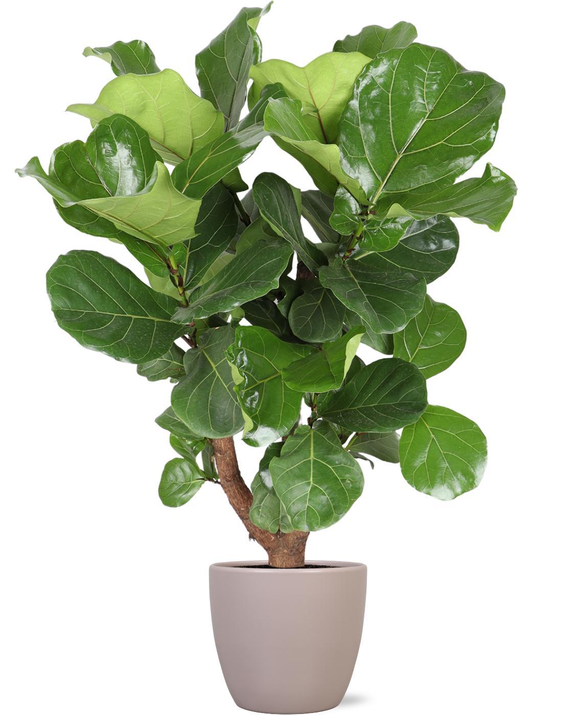 Ficus Lyrata (vertakt) Ø27cm ↕130cm in Boule TAUPE pot