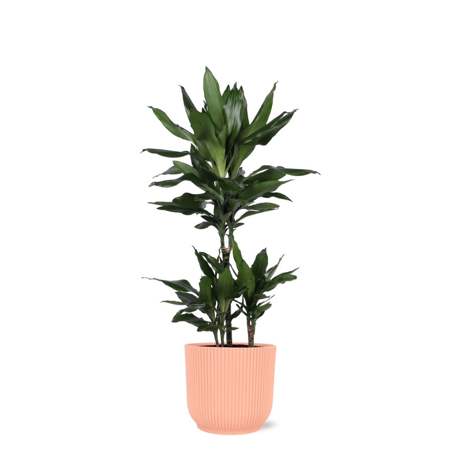 Dracaena Janet Lind Ø21cm - ↕90cm in Vibes ROZE pot