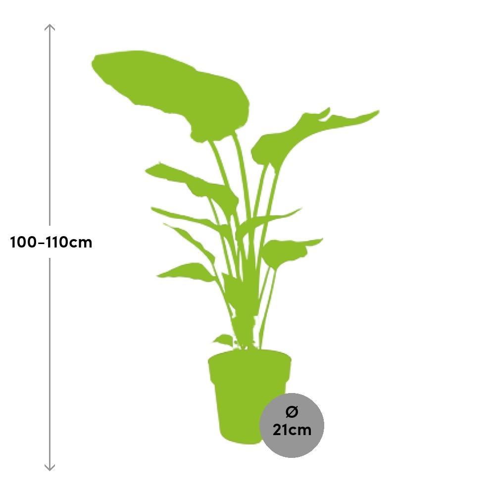 Ø21cm - ↕90cm