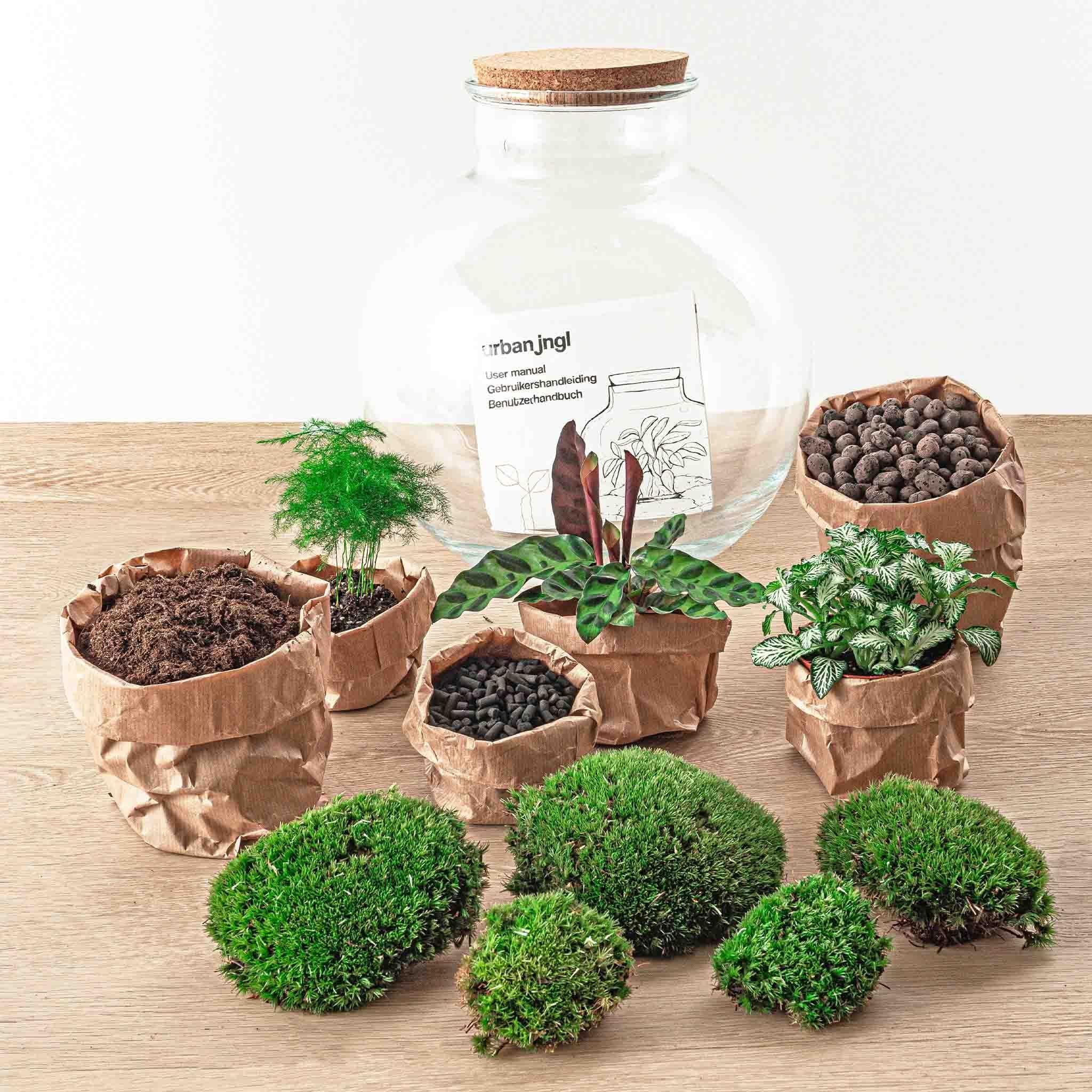 DIY terrarium - Bolder Bob Bonsai - ↑ 30 cm