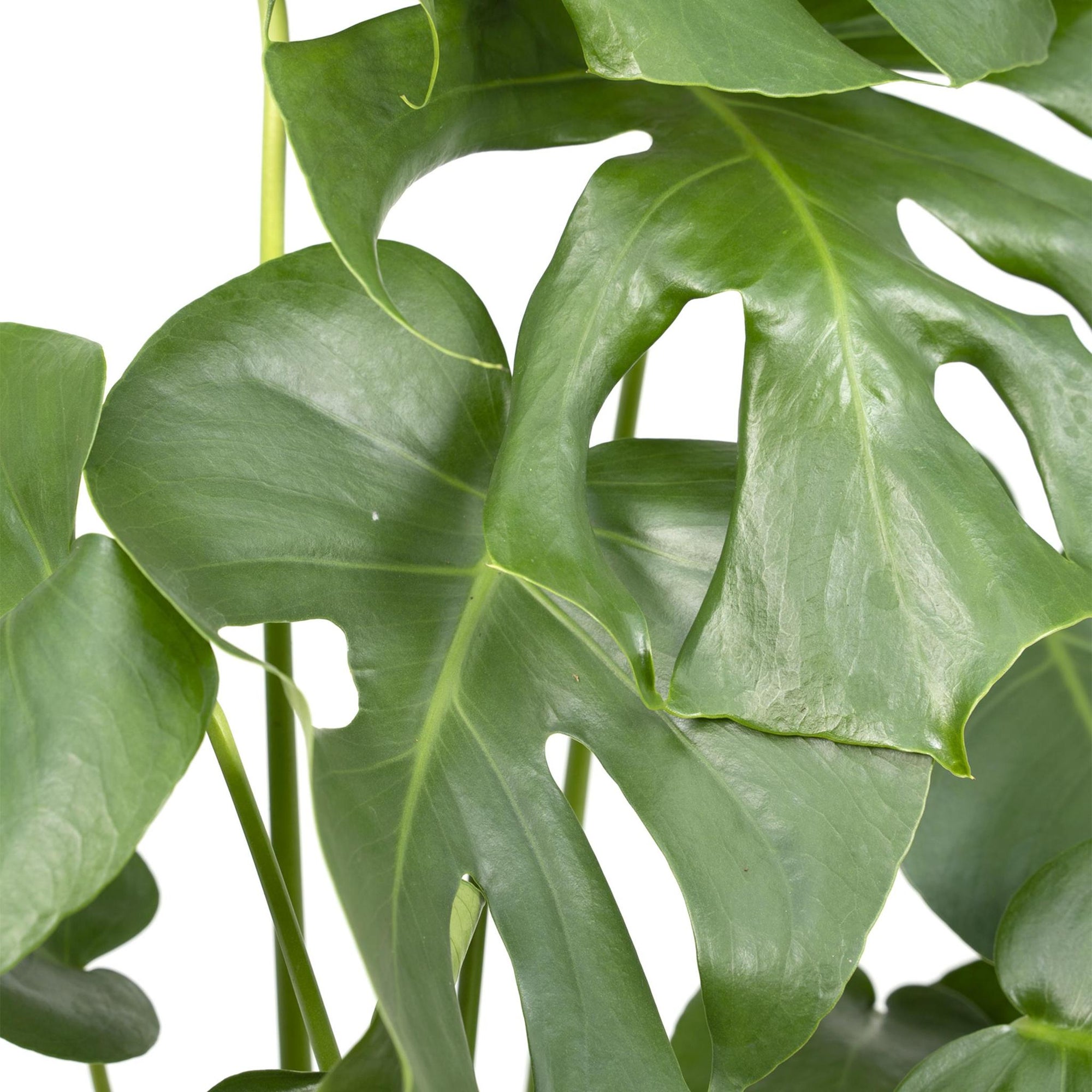 Monstera Deliciosa - Gatenplant - 55cm - Ø17