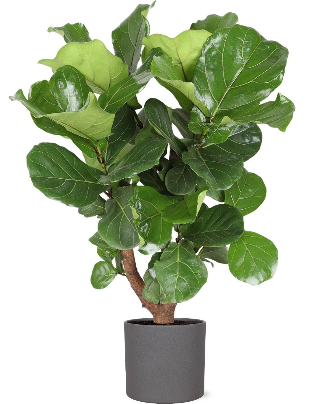 Ficus Lyrata (vertakt) Ø24cm ↕110cm in Era ANTRACIET pot