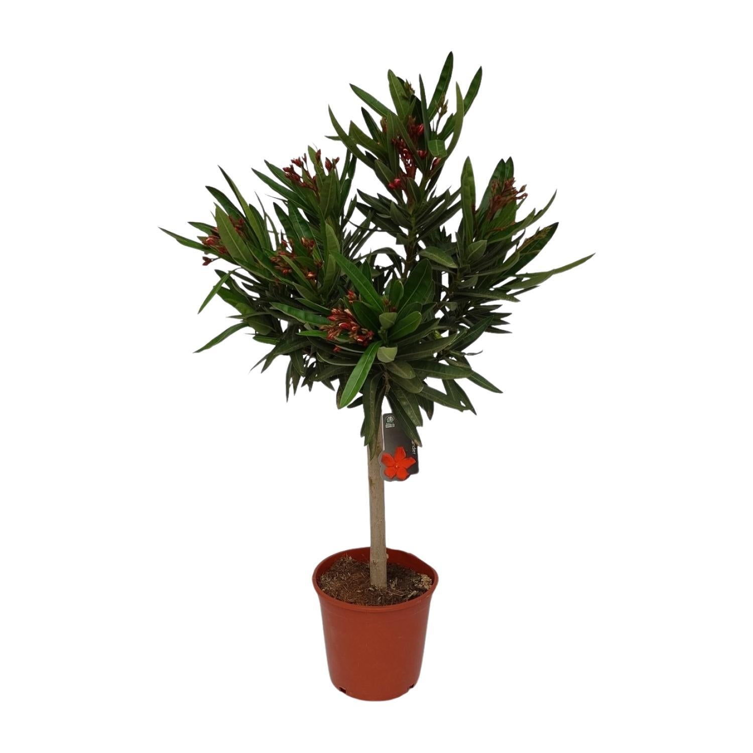 Nerium Oleander - Ø20cm - ↕110cm